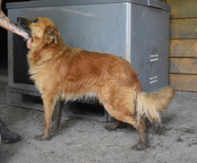 MARWIN, Hund, Mischlingshund in Ungarn - Bild 8
