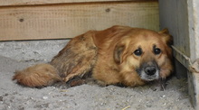 MARWIN, Hund, Mischlingshund in Ungarn - Bild 9