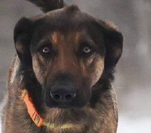 MARKUS, Hund, Mischlingshund in Slowakische Republik - Bild 1