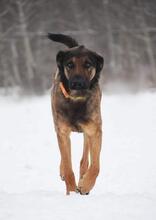MARKUS, Hund, Mischlingshund in Slowakische Republik - Bild 4