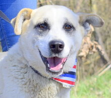 JOHNY, Hund, Mischlingshund in Slowakische Republik - Bild 1