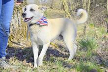 JOHNY, Hund, Mischlingshund in Slowakische Republik - Bild 2