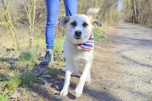 JOHNY, Hund, Mischlingshund in Slowakische Republik - Bild 3