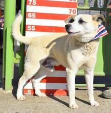 JOHNY, Hund, Mischlingshund in Slowakische Republik - Bild 4