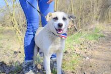 JOHNY, Hund, Mischlingshund in Slowakische Republik - Bild 5