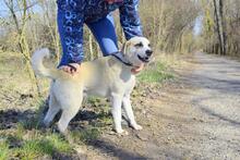 JOHNY, Hund, Mischlingshund in Slowakische Republik - Bild 6