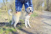 JOHNY, Hund, Mischlingshund in Slowakische Republik - Bild 7