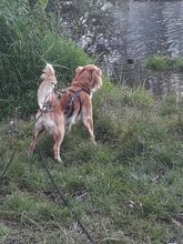 LULA, Hund, Mischlingshund in Lübeck - Bild 13