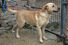 LUCY3, Hund, Mischlingshund in Ungarn - Bild 3