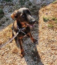 VARG, Hund, Mischlingshund in Griechenland - Bild 10