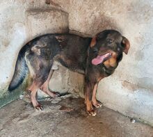VARG, Hund, Mischlingshund in Griechenland - Bild 12