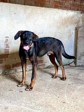 VARG, Hund, Mischlingshund in Griechenland - Bild 3