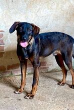 VARG, Hund, Mischlingshund in Griechenland - Bild 4