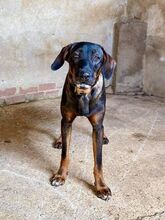 VARG, Hund, Mischlingshund in Griechenland - Bild 5