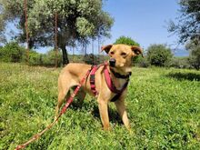BRUCE, Hund, Mischlingshund in Griechenland - Bild 1