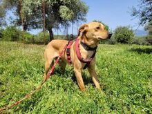 BRUCE, Hund, Mischlingshund in Griechenland - Bild 5