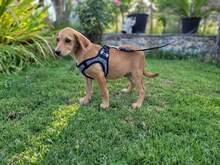 BANDIT, Hund, Mischlingshund in Griechenland - Bild 4