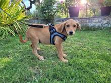 BANDIT, Hund, Mischlingshund in Griechenland - Bild 6