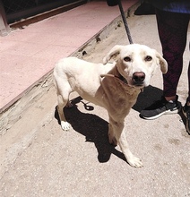 CLAIRE, Hund, Mischlingshund in Griechenland - Bild 1