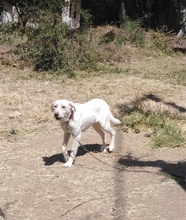 CLAIRE, Hund, Mischlingshund in Griechenland - Bild 5