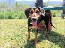 MINERVA, Hund, Mischlingshund in Griechenland - Bild 3