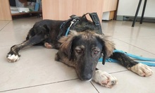 KIRKI, Hund, Mischlingshund in Griechenland - Bild 4