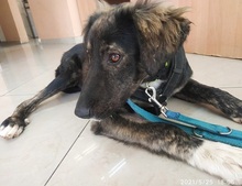 KIRKI, Hund, Mischlingshund in Griechenland - Bild 8