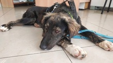 KIRKI, Hund, Mischlingshund in Griechenland - Bild 9
