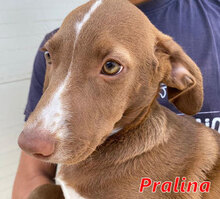 PRALINA, Hund, Mischlingshund in Italien - Bild 1