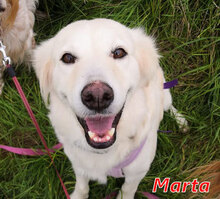 MARTA, Hund, Mischlingshund in Kirchlinteln - Bild 1
