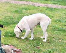 MARTA, Hund, Mischlingshund in Kirchlinteln - Bild 13