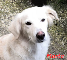 MARTA, Hund, Mischlingshund in Kirchlinteln - Bild 18
