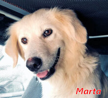 MARTA, Hund, Mischlingshund in Kirchlinteln - Bild 6