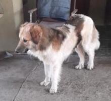 ARAMIS, Hund, Mischlingshund in Rumänien - Bild 1