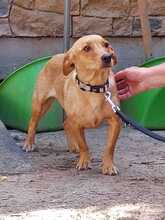 MOLLY, Hund, Mischlingshund in Ungarn - Bild 7