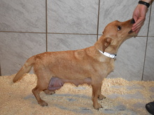 MOLLY, Hund, Mischlingshund in Ungarn - Bild 9