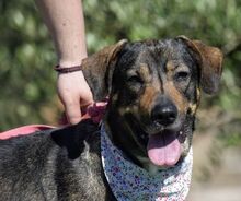 ASIA, Hund, Mischlingshund in Spanien - Bild 5