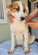 ELROND, Hund, Mischlingshund in Rumänien - Bild 3
