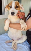 ELROND, Hund, Mischlingshund in Rumänien - Bild 4
