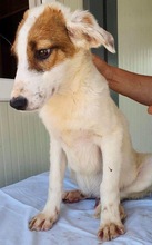 ELROND, Hund, Mischlingshund in Rumänien - Bild 7