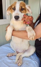 ELROND, Hund, Mischlingshund in Rumänien - Bild 8
