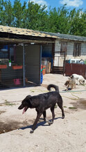 FELIX, Hund, Mischlingshund in Bulgarien - Bild 7