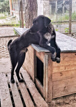 FELIX, Hund, Mischlingshund in Bulgarien - Bild 8