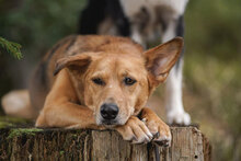 CARLA, Hund, Mischlingshund in Bulgarien - Bild 1