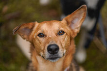 CARLA, Hund, Mischlingshund in Bulgarien - Bild 2