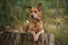 CARLA, Hund, Mischlingshund in Bulgarien - Bild 4