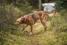 CARLA, Hund, Mischlingshund in Bulgarien - Bild 5