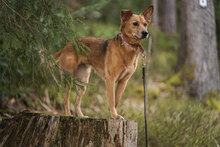 CARLA, Hund, Mischlingshund in Bulgarien - Bild 6