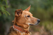 CARLA, Hund, Mischlingshund in Bulgarien - Bild 8