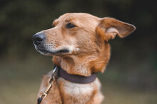 CARLA, Hund, Mischlingshund in Unterkirnach - Bild 13